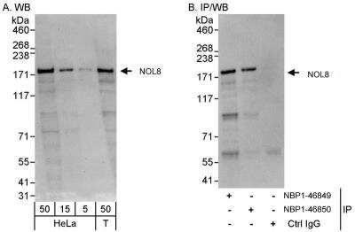 Western Blot NOL8 Antibody