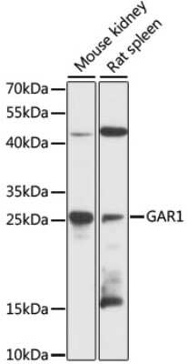 Western Blot NOLA1 Antibody - Azide and BSA Free