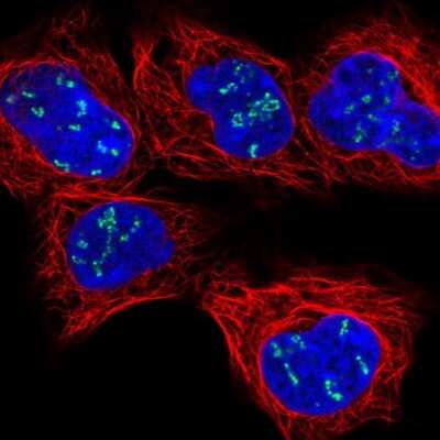 Immunocytochemistry/Immunofluorescence: NOLC1 Antibody [NBP2-38625] - Staining of human cell line HEK 293 shows localization to nucleoli fibrillar center.