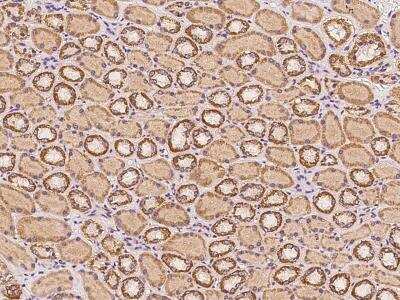 Immunohistochemistry-Paraffin: NOM1 Antibody [NBP3-05986] - Immunochemical staining of human NOM1 in human kidney with rabbit polyclonal antibody at 1:100 dilution, formalin-fixed paraffin embedded sections.