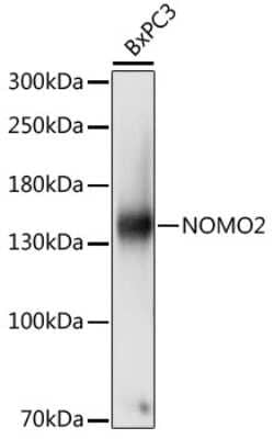 Western Blot: NOMO2 Antibody [NBP2-94729] - Analysis of extracts of BxPC3 cells, using NOMO2 at 1:1000 dilution.Secondary antibody: HRP Goat Anti-Rabbit IgG (H+L) at 1:10000 dilution.Lysates/proteins: 25ug per lane.Blocking buffer: 3% nonfat dry milk in TBST.Detection: ECL Basic Kit .Exposure time: