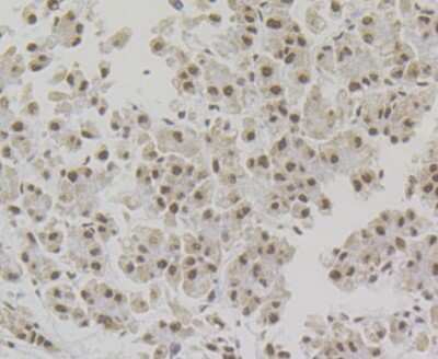 Immunohistochemistry-Paraffin: NONO Antibody (JG87-38) [NBP2-75596] - Analysis of paraffin-embedded human liver tissue using anti- p54nrb antibody. Counter stained with hematoxylin.