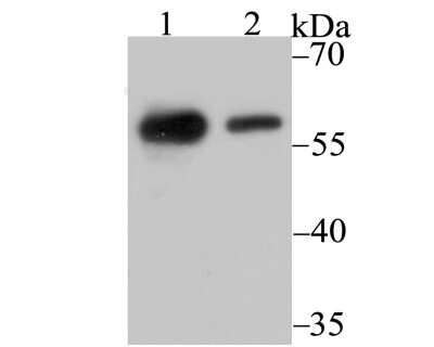 Western Blot: NONO Antibody (JG87-38) [NBP2-75596] - Analysis of p54nrb on 293 (1) and SH-SY-5Y (2) cell lysate using anti-p54nrb antibody at 1/500 dilution.