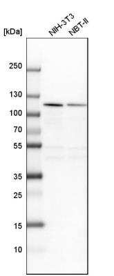 Western Blot NOP14 Antibody