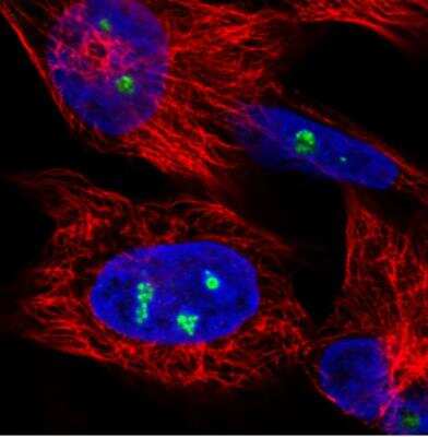 Immunocytochemistry/Immunofluorescence: NOP56 Antibody (CL2603) [NBP2-36778] - Staining in U251 cell line showing nucleoli-specific staining in green. Microtubule-staining and nuclear probes are visualized in red and blue respectively (where available). Antibody staining is shown in green.