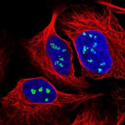 <b>Genetic Strategies Validation. </b>Immunocytochemistry/Immunofluorescence: NOP56 Antibody [NBP2-13666] - Staining of human cell line U-2 OS shows localization to nucleoli fibrillar center. Antibody staining is shown in green.