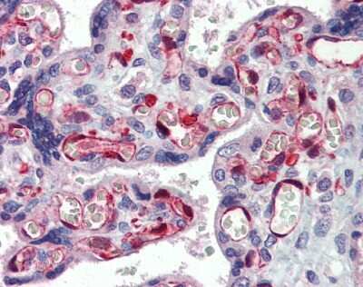 Immunohistochemistry-Paraffin: NOP56 Antibody [NBP1-57358] - Human placenta tissue at an antibody concentration of 5.0 ug/ml.