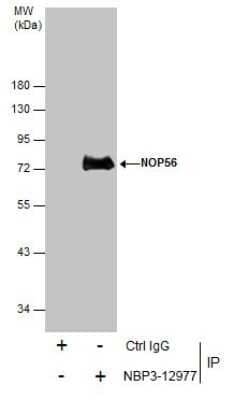 Immunoprecipitation: NOP56 Antibody [NBP3-12977] - Immunoprecipitation of NOP56 protein from 293T whole cell extracts using 5 ug of NOP56 antibody (NBP3-12977). Western blot analysis was performed using NOP56 antibody (NBP3-12977) diluted at 1:500. EasyBlot anti-Rabbit IgG was used as a secondary reagent.