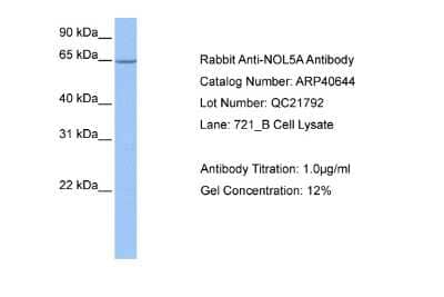 Western Blot: NOP56 Antibody [NBP1-57358] - Antibody  Titration: 1 ug/ml Positive control: 721_B cell lysate.