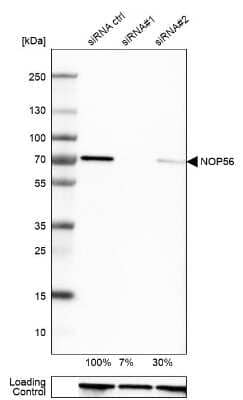 Western Blot: NOP56 Antibody [NBP2-13666] - Analysis in U-251MG cells transfected with control siRNA, target specific siRNA probe #1 and #2, using anti-NOP56 antibody. Remaining relative intensity is presented. Loading control: anti-GAPDH.