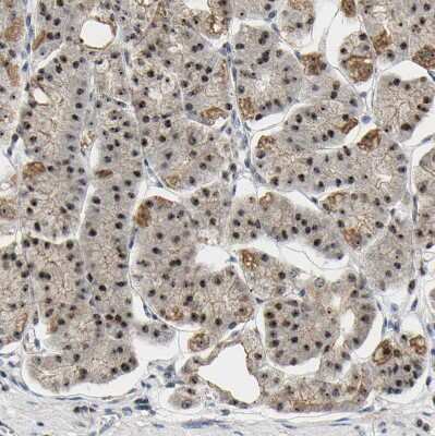 Immunohistochemistry-Paraffin: NOP58 Antibody [NBP1-81680] - Staining of human stomach shows strong nucleolar and moderate nuclear positivity in glandular cells.