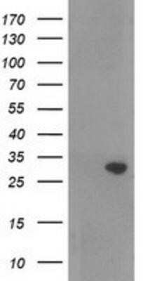 Western Blot: NORE1 Antibody (OTI1H2) - Azide and BSA Free [NBP2-73041] - HEK293T cells were transfected with the pCMV6-ENTRY control (Left lane) or pCMV6-ENTRY NORE1 (Right lane) cDNA for 48 hrs and lysed. Equivalent amounts of cell lysates (5 ug per lane) were separated by SDS-PAGE and immunoblotted with anti-NORE1.