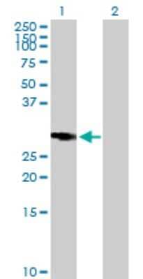 Western Blot: NORE1 Antibody [H00083593-B01P] - Analysis of RASSF5 expression in transfected 293T cell line by RASSF5 polyclonal antibody.  Lane 1: RASSF5 transfected lysate(29.15 KDa). Lane 2: Non-transfected lysate.