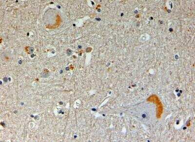 Immunohistochemistry-Paraffin: NOS1AP Antibody [NB100-1090] - Human Brain