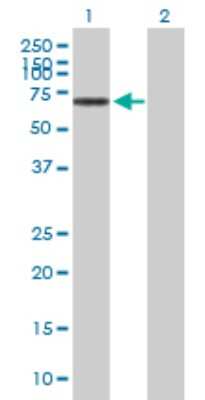 Western Blot: NOS1AP Antibody [H00009722-B01P] - Analysis of NOS1AP expression in transfected 293T cell line by NOS1AP polyclonal antibody.  Lane 1: NOS1AP transfected lysate(55.66 KDa). Lane 2: Non-transfected lysate.