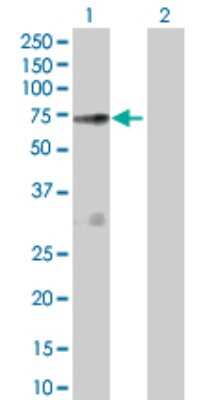 Western Blot: NOS1AP Antibody [H00009722-D01P] - Analysis of NOS1AP expression in transfected 293T cell line by NOS1AP polyclonal antibody.Lane 1: NOS1AP transfected lysate(56.10 KDa).Lane 2: Non-transfected lysate.