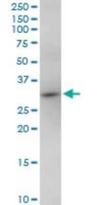 Western Blot: NOSIP Antibody [H00051070-B01P] - Analysis of NOSIP expression in PC-12.