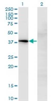 Western Blot: NOV/CCN3 Antibody (2G8) [H00004856-M02] - Analysis of NOV expression in transfected 293T cell line by NOV monoclonal antibody (M02), clone 2G8.Lane 1: NOV transfected lysate(39.2 KDa).Lane 2: Non-transfected lysate.