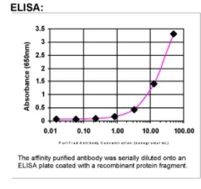 ELISA: NOV/CCN3 Antibody [23740002]