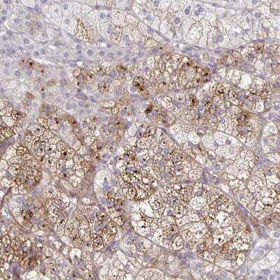 Immunohistochemistry-Paraffin: NOV/CCN3 Antibody [NBP1-88154] - Staining of human adrenal gland shows moderate to strong cytoplasmic positivity in glandular cells.