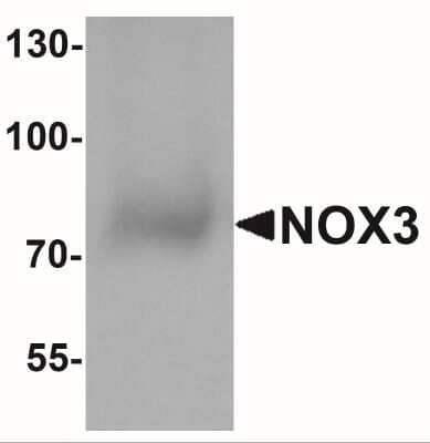 Western Blot NOX3 Antibody - BSA Free