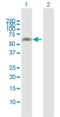 Western Blot: NOXA1 Antibody [H00010811-D01P] - Analysis of NOXA1 expression in transfected 293T cell line by NOXA1 polyclonal antibody.Lane 1: NOXA1 transfected lysate(51.70 KDa).Lane 2: Non-transfected lysate.