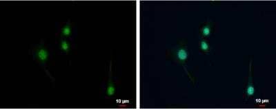 Immunocytochemistry/Immunofluorescence: NPAS1 Antibody [NBP2-43651] - Analysis of Sample: U87-MG cells were fixed in 4% paraformaldehyde/PBS for 15 min. Green: NPAS1 protein stained by NPAS1 antibody diluted at 1:500. Blue: Hoechst 33342 staining.