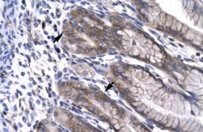 Immunohistochemistry: NPAS1 Antibody [NBP2-85395] - Human Stomach