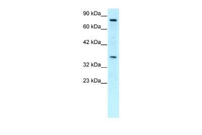 Western Blot NPAS1 Antibody