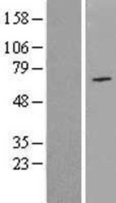 Western Blot NPAS1 Overexpression Lysate