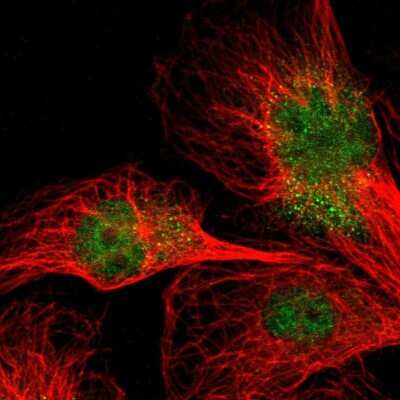 Immunocytochemistry/ Immunofluorescence NPAS3 Antibody