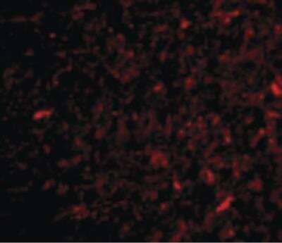 Immunofluorescence: NPAS3 Antibody [NBP1-03198] - Immunofluorescence of NPAS3 in Human Brain cells with NPAS3 antibody at 20 ug/ml.