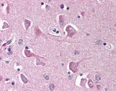 Immunohistochemistry-Paraffin: NPAS3 Antibody [NBP1-03198] - Staining of human brain, cortex. Immunohistochemistry of formalin-fixed, paraffin-embedded tissue after heat-induced antigen retrieval. Antibody concentration 10 ug/ml.