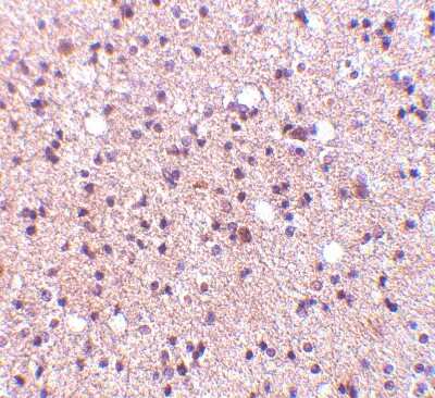 Immunohistochemistry-Paraffin: NPAS3 Antibody [NBP1-76786] - Human brain tissue with NPAS3 antibody at 5 ug/ml.