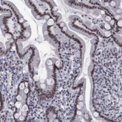 Immunohistochemistry-Paraffin: NPAS3 Antibody [NBP3-17286] - Staining of human small intestine shows strong nuclear positivity in glandular cells.