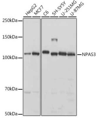 Western Blot: NPAS3 Antibody [NBP3-16051] - Western blot analysis of extracts of various cell lines, using NPAS3 antibody (NBP3-16051) at 1:1000 dilution. Secondary antibody: HRP Goat Anti-Rabbit IgG (H+L) at 1:10000 dilution. Lysates/proteins: 25ug per lane. Blocking buffer: 3% nonfat dry milk in TBST. Detection: ECL Basic Kit. Exposure time: 1s.