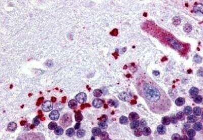 Immunohistochemistry-Paraffin: NPBWR1 Antibody [NB100-59035] - Analysis of anti-NPBWR1 antibody with human brain, cerebellum at concentration 20 ug/ml.