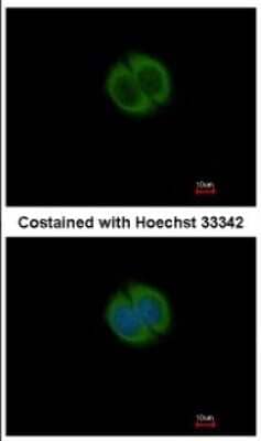 Immunocytochemistry/Immunofluorescence: NPEPL1 Antibody [NBP2-19570] - Immunofluorescence analysis of methanol-fixed MCF-7, using antibody at 1:200 dilution.
