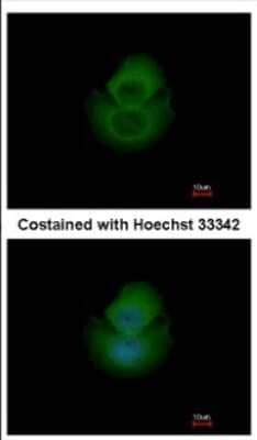 Immunocytochemistry/Immunofluorescence: NPEPL1 Antibody [NBP2-19571] - Immunofluorescence analysis of methanol-fixed MCF-7, using antibody at 1:200 dilution.