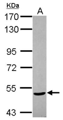 Western Blot NPEPL1 Antibody - BSA Free