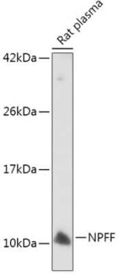 Western Blot NPFF Antibody - BSA Free