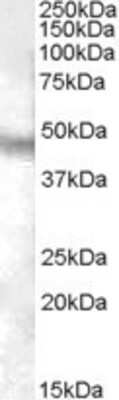 Western Blot Neuropeptide FF R1/NPFFR1 Antibody