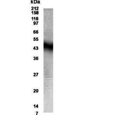 Western Blot: NPFF1 Receptor Antibody [NB300-168] - WB detection of NPFF1 Receptor in human brain lysate using NB300-168 at a dilution of 1:500.