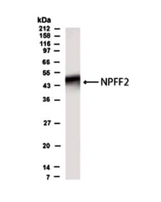 Western Blot GPR74/NPFFR2 Antibody - BSA Free