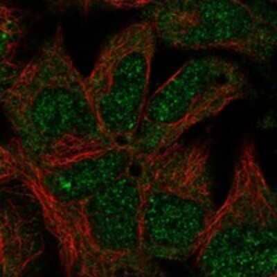 Immunocytochemistry/Immunofluorescence: NPHP4 Antibody [NBP3-17404] - Staining of human cell line HEK 293 shows localization to nucleoplasm, nuclear bodies & cytosol.