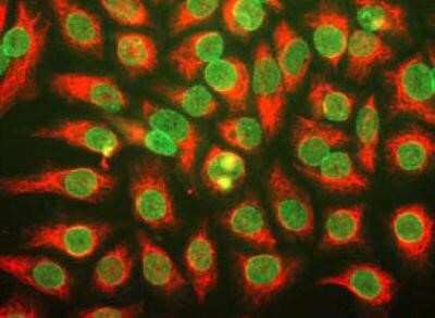 Immunocytochemistry/Immunofluorescence: NPIP Antibody (39C7) [NBP1-30038] - HeLa cells were stained with anti-nuclear pore complex antibody (green), and chicken anti-vimentin (red).