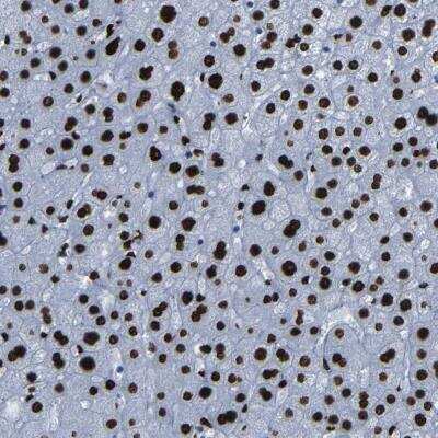 Immunohistochemistry-Paraffin NPIPL2 Antibody - BSA Free