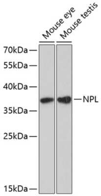 Western Blot NPL Antibody - Azide and BSA Free