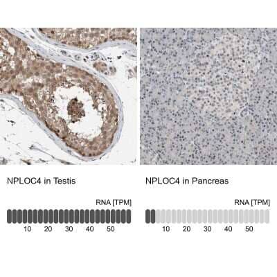 Immunohistochemistry-Paraffin: NPLOC4 Antibody [NBP1-82165] - Staining in human testis and pancreas tissues using anti-NPLOC4 antibody. Corresponding NPLOC4 RNA-seq data are presented for the same tissues.