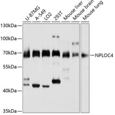 Western Blot NPLOC4 Antibody - BSA Free